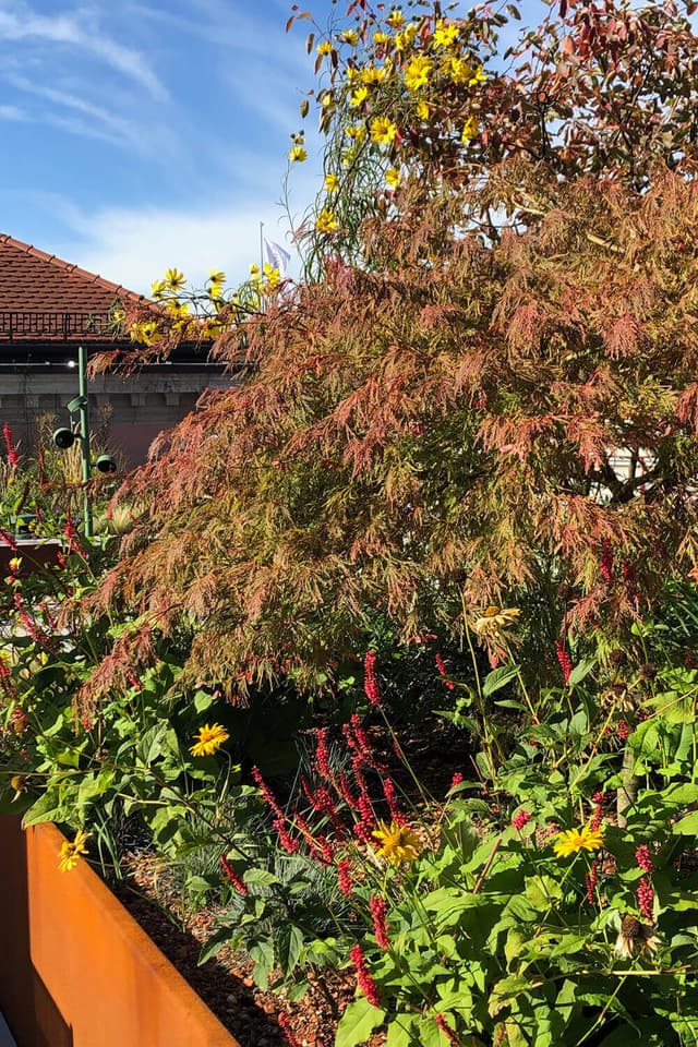 Rooftop Garden