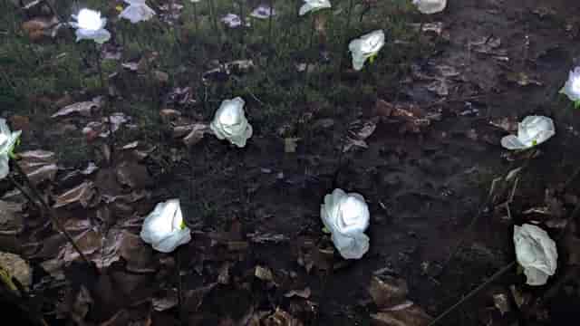 Illuminated floral auditorium decor for evening garden event and gala venue.