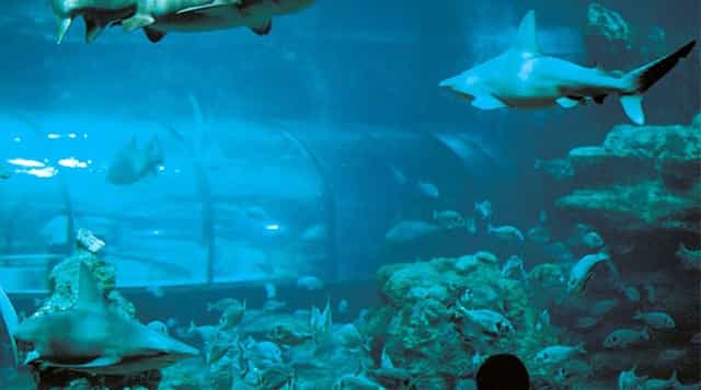 Planeta Aqua Room: Immersive aquarium venue for corporate events and unique brand activations.
