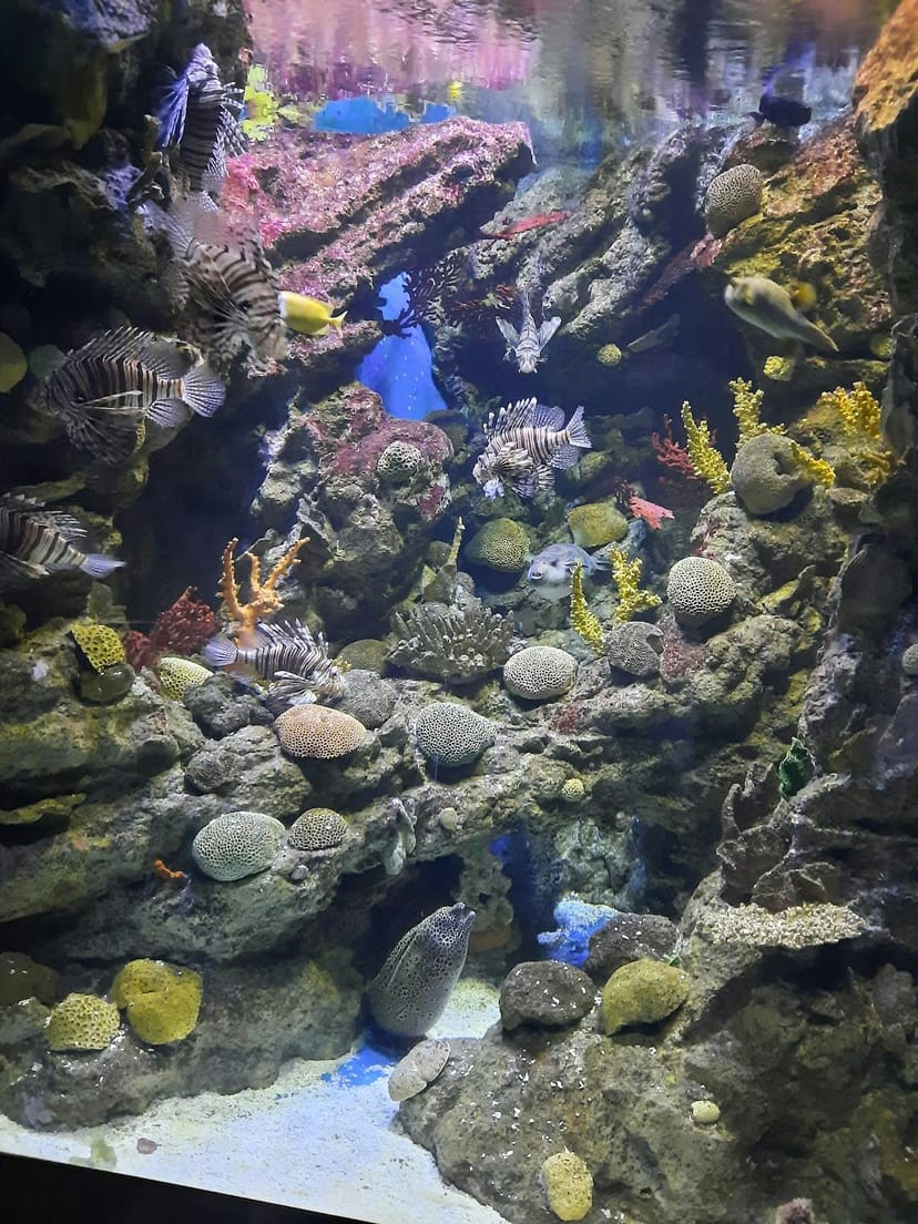 L'Aquàrium - >andrei cristian beldiman</a>