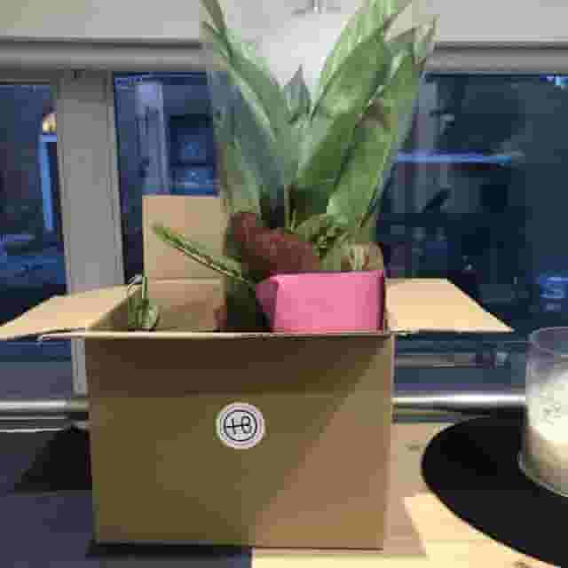 Botanical Boys