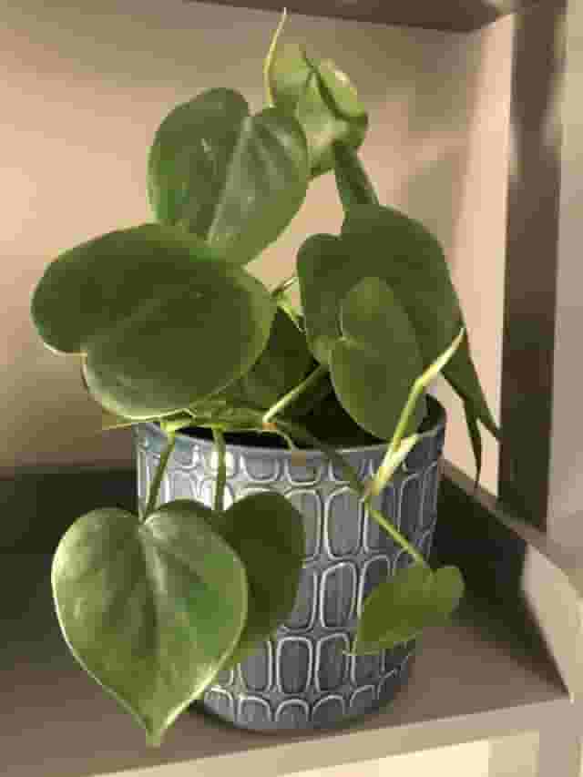 Botanical Boys