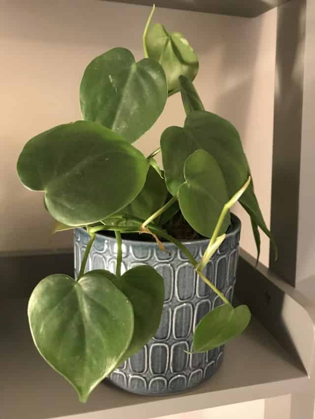 Botanical Boys