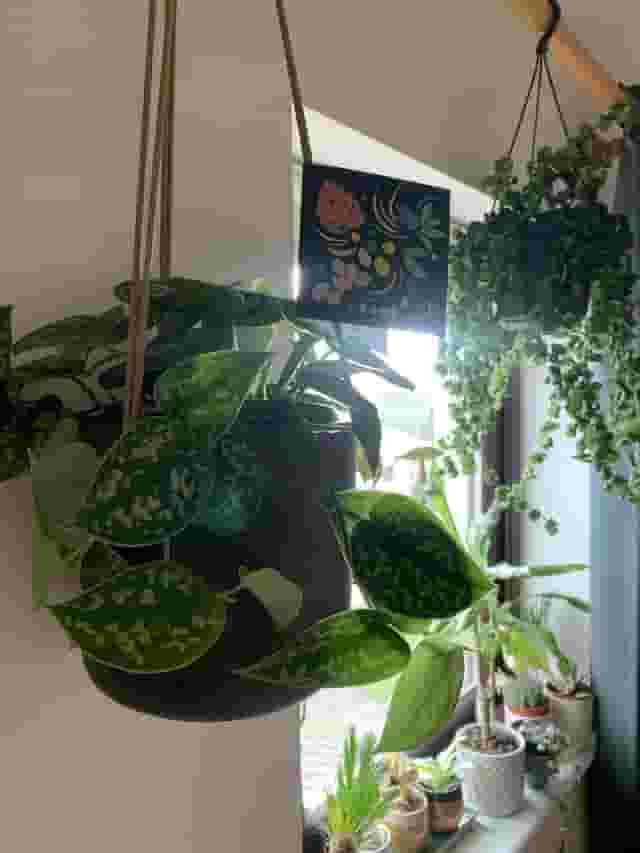 Botanical Boys
