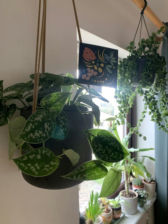 Botanical Boys