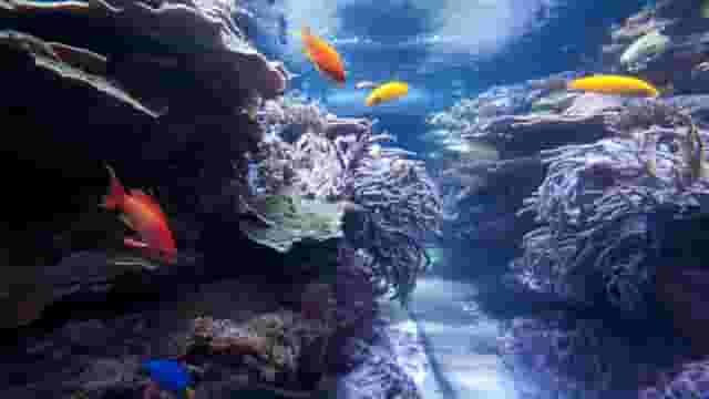 Schad Gallery of Biodiversity