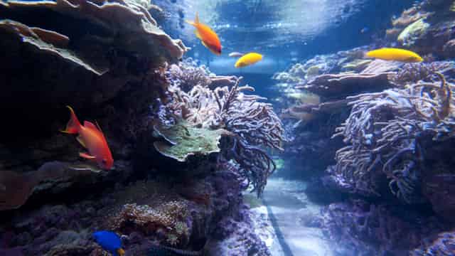 Schad Gallery of Biodiversity