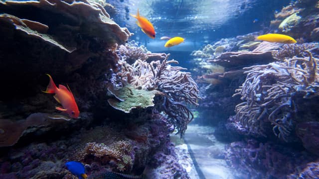 Schad Gallery of Biodiversity