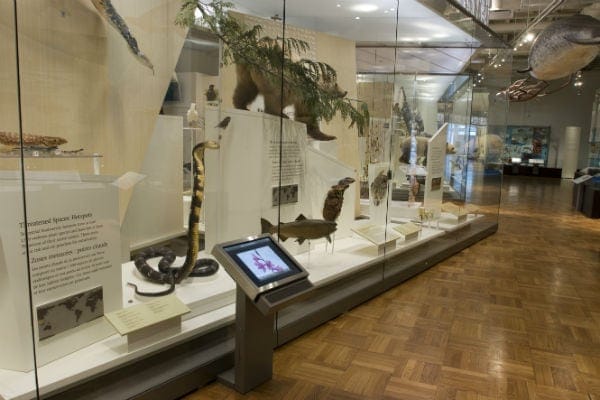 Schad Gallery at ROM: Immersive venue for corporate receptions and VIP networking events.