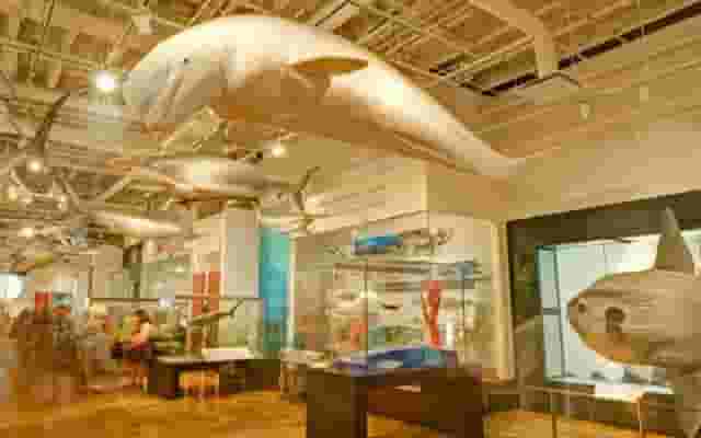 Schad Gallery of Biodiversity