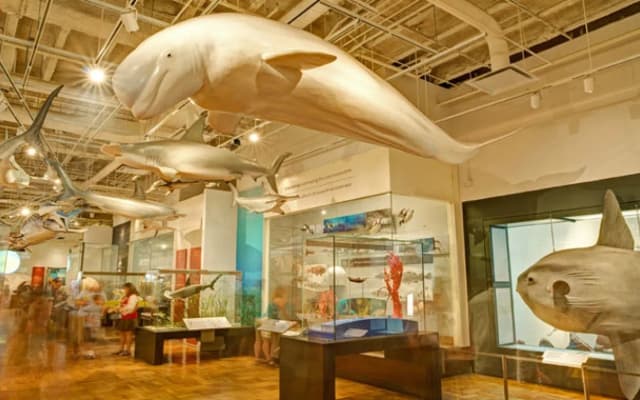 Schad Gallery of Biodiversity