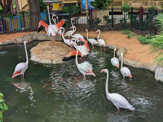 Crowded networking event at Chango’s Patio, San Antonio Zoo, highlighting high-density layout.