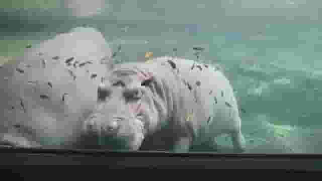 Hippo Overlook