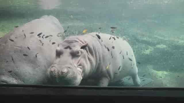 VIP guest swarmed by hippos at San Antonio Zoo, an immersive animal encounter and event experience.