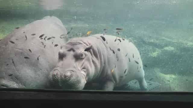 Hippo Overlook
