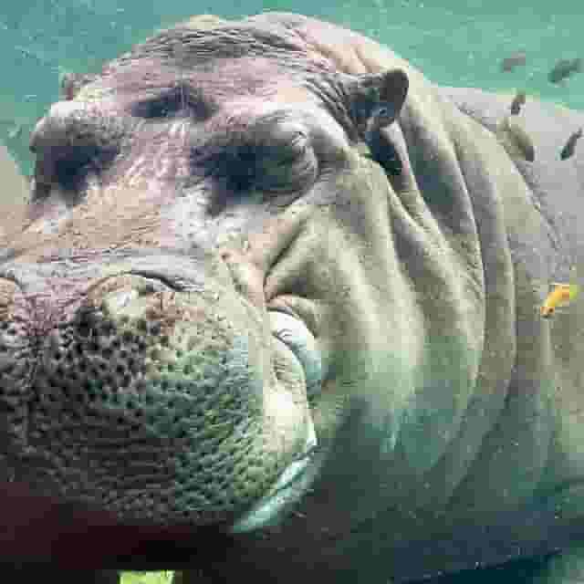 Hippo Overlook