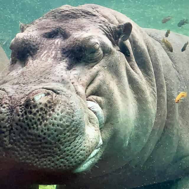 Hippo Overlook
