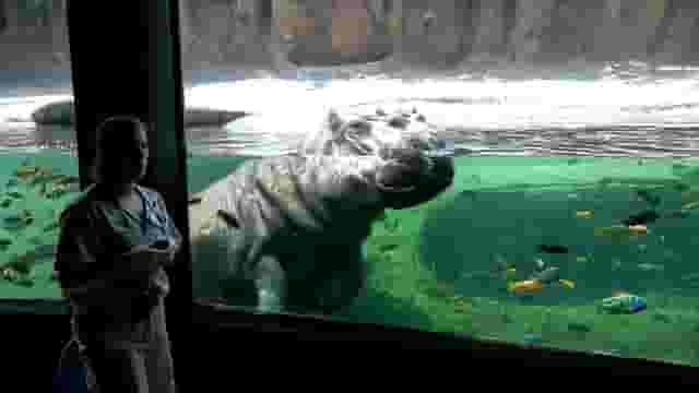 Hippo Overlook