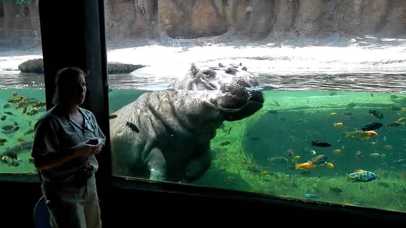 Hippo Overlook event venue in San Antonio Zoo with immersive backdrop for social gatherings.