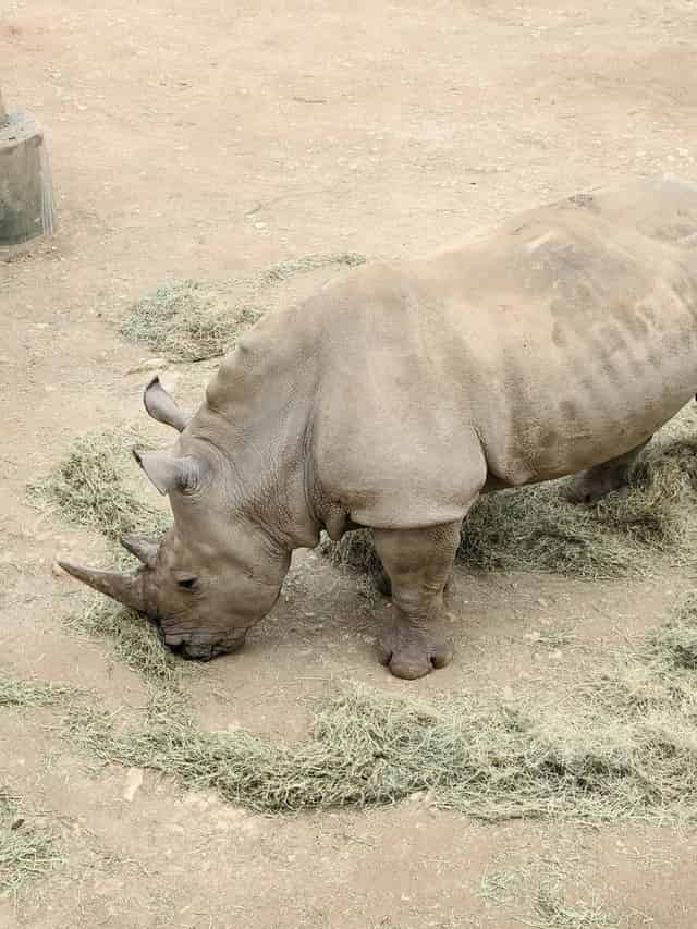 San Antonio Zoo