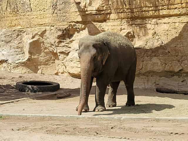 San Antonio Zoo