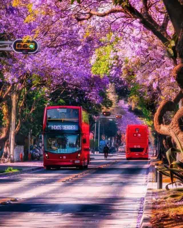 El Hostalito Del Valle B&B in Mexico City with Jacaranda canopy for group travel and off-sites.