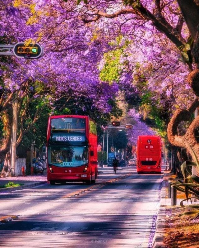 El Hostalito Del Valle B&B in Mexico City with Jacaranda canopy for group travel and off-sites.