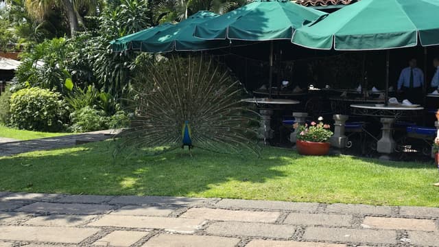 Covered Terrace