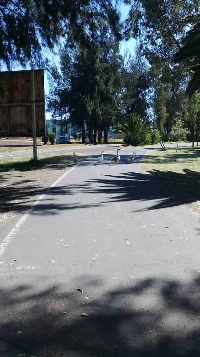 Performance Area