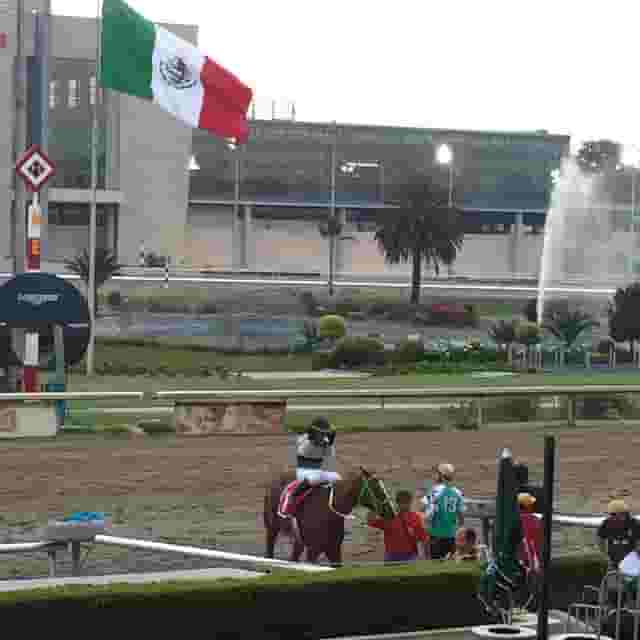 Platea