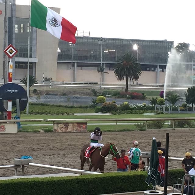 Platea