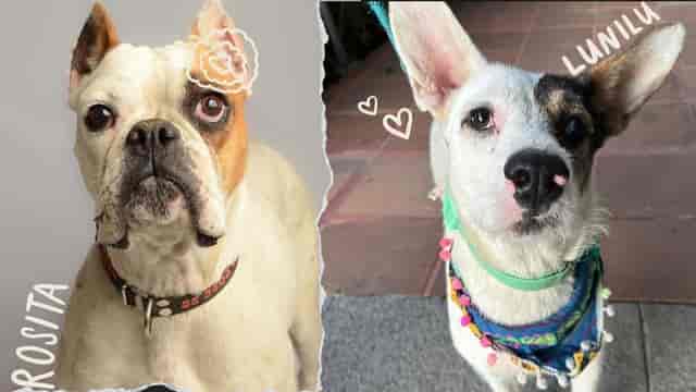 Bulldog cafe attendee at pet-friendly event venue for canine registration packages.
