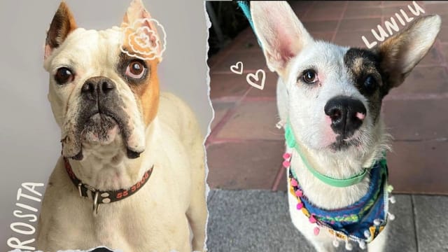 Bulldog cafe attendee at pet-friendly event venue for canine registration packages.