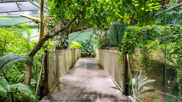The Garden