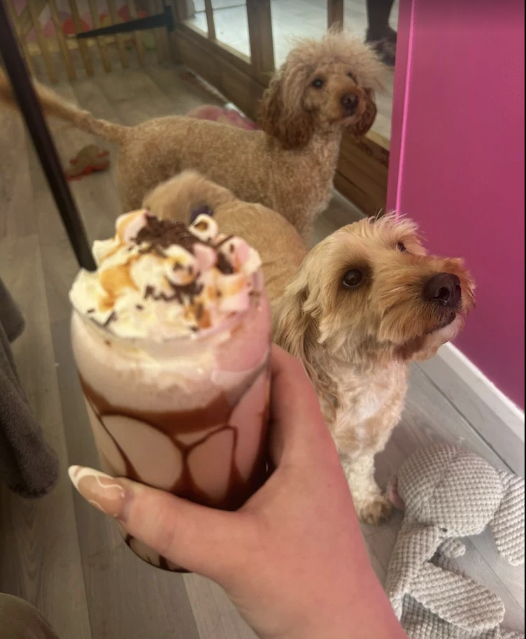 Dog-friendly venue with dessert drink and whipped cream at Canine Cuddle Cafe.