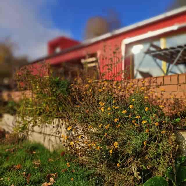 The Red Shed at Birmingham Nature & Wellbeing Centre: unkempt landscaping for outdoor event venues.