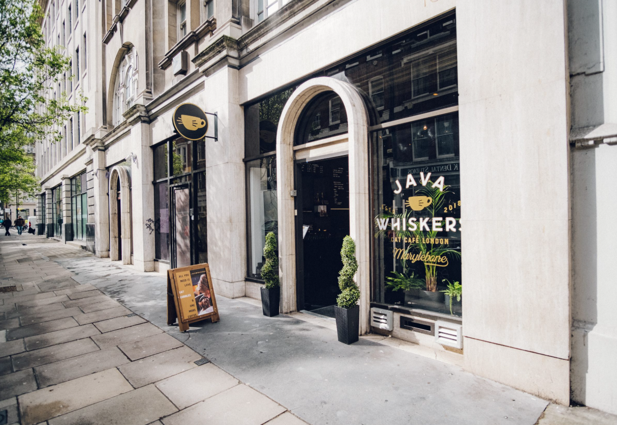 Cat Lounge at Java Whiskers: cozy café with large windows, ideal for networking events. - Banner