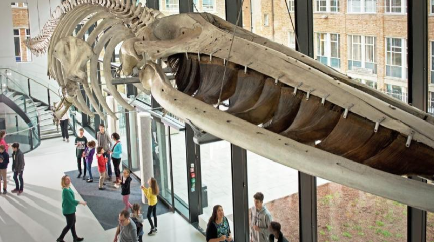 Whale skeleton in modern atrium at Museum of Zoology for events and workshops.