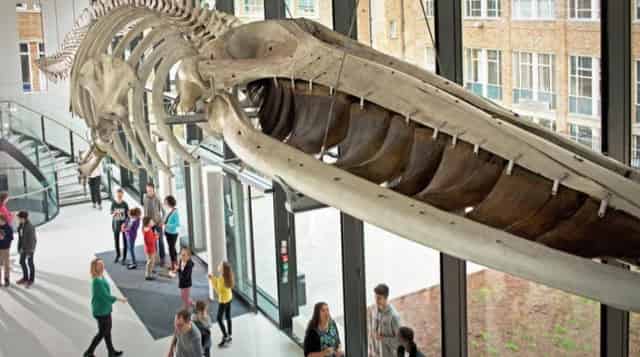 The Museum of Zoology