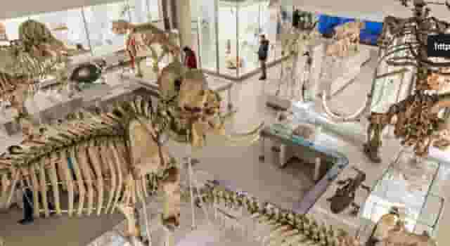 The Museum of Zoology