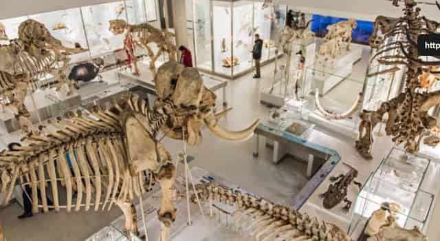 The Museum of Zoology