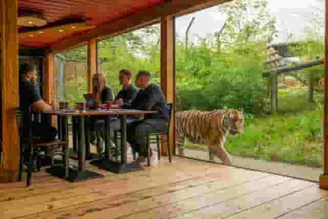 Tiger Venue