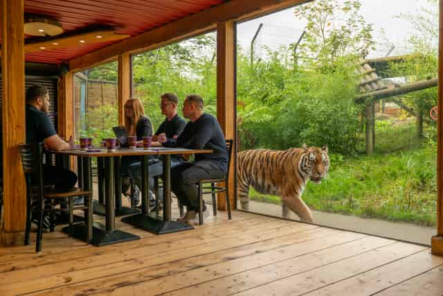 Tiger Venue