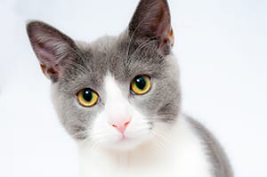 Focused cat in conference room highlighting attention to detail for successful events.
