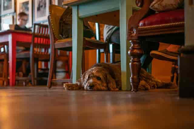 Stable Inn at The New Chichester Hotel: dog-friendly event space with informal seating.