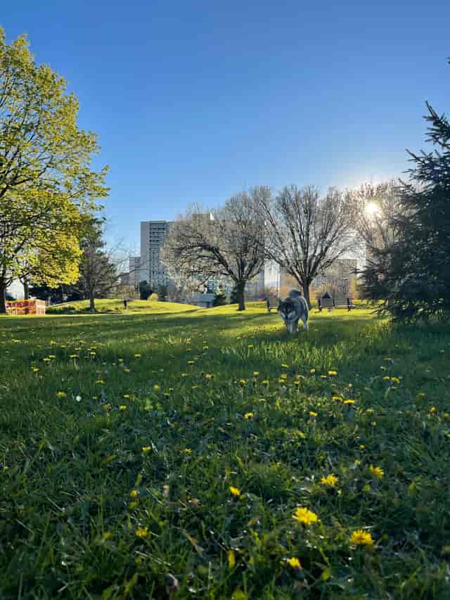 Larkhall Park venue for outdoor corporate wellness and team-building events.