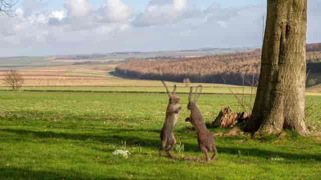 The Dun Cow - image 3