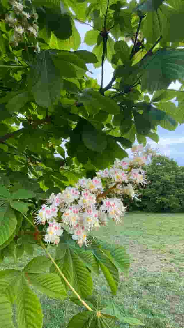 Wandsworth Parks and Commons