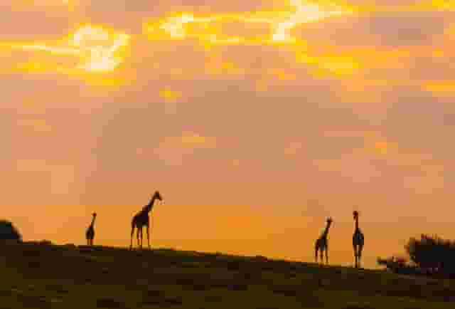 Port Lympne Hotel
