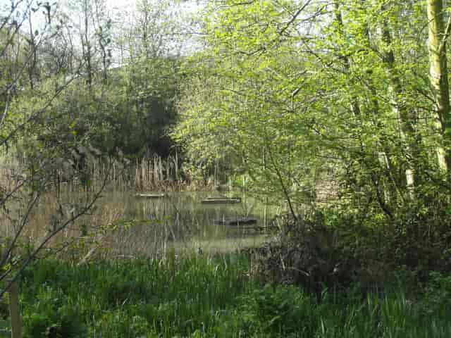 Camley Street Natural Park, London Wildlife Trust